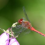 Rote Heidelibelle (männl.)