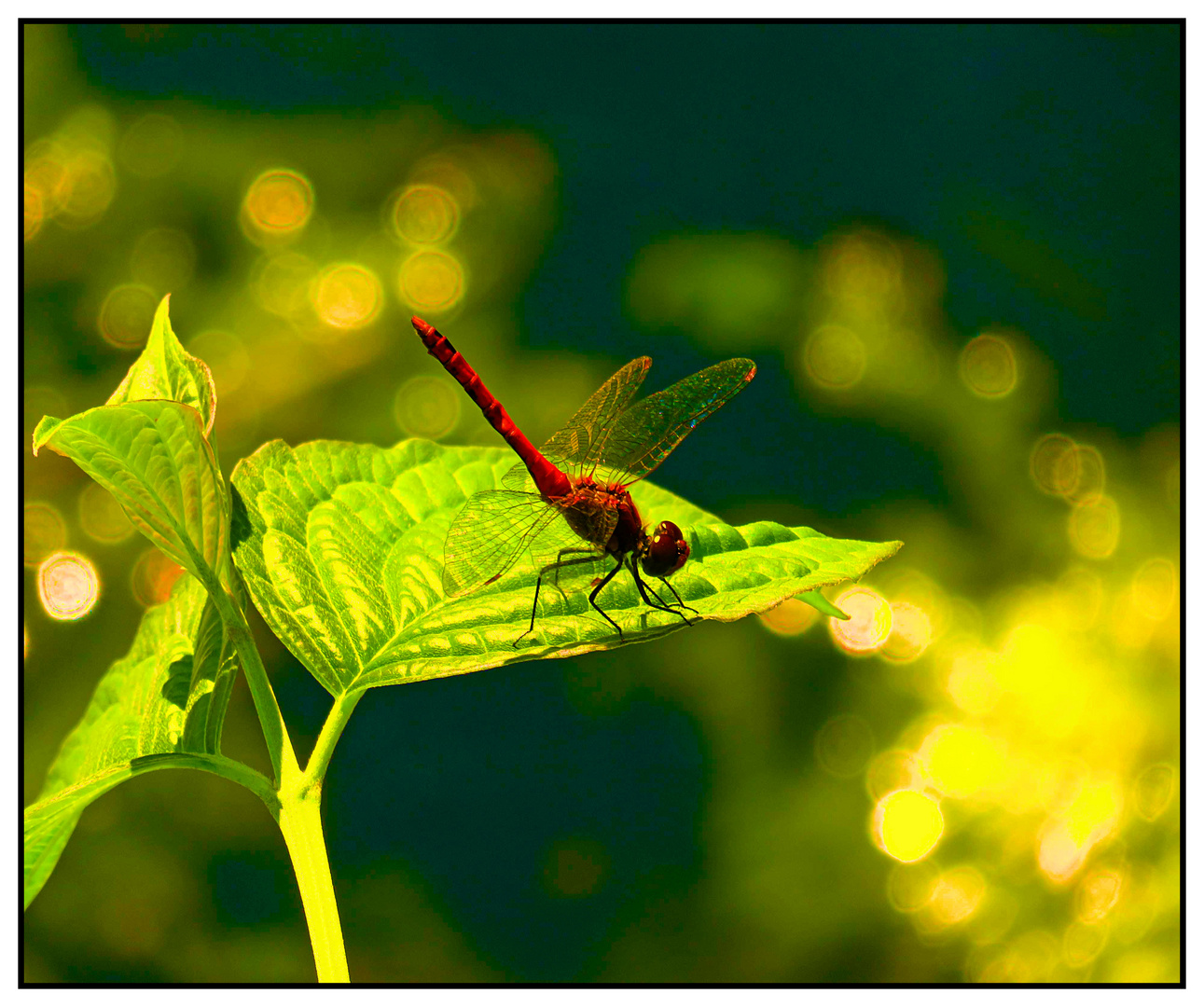 Rote Heidelibelle (reloaded)