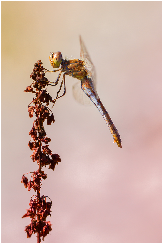 Rote Heidelibelle (Weibchen)