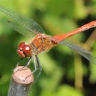 Rote Heidelibelle zu Besuch im Garten