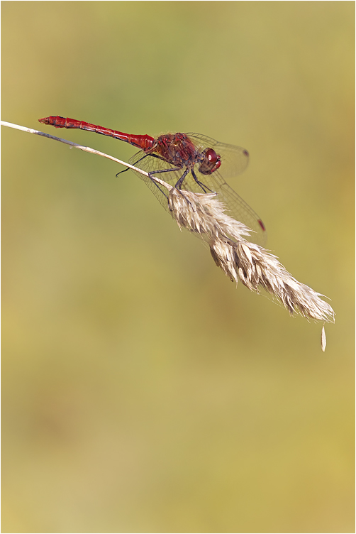 rote Heidi