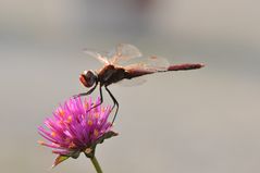 rote Heidi