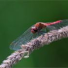 Rote Heidi