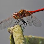 Rote Heidi