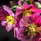 Rote Helleborus 