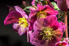 Rote Helleborus 