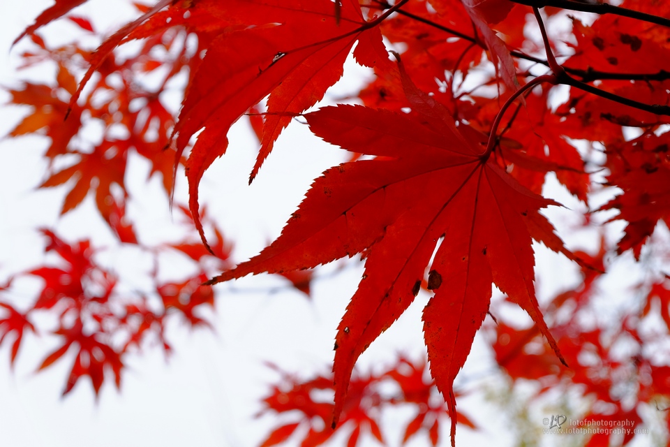 Rote herbst