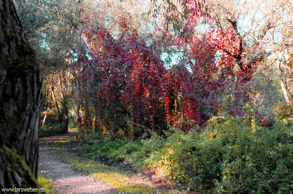 Rote Herbstbätter am Mulde-Ufer in Dessau-Rosslau