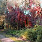 Rote Herbstbätter am Mulde-Ufer in Dessau-Rosslau