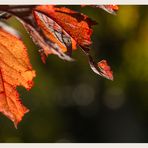 rote Herbstblätter