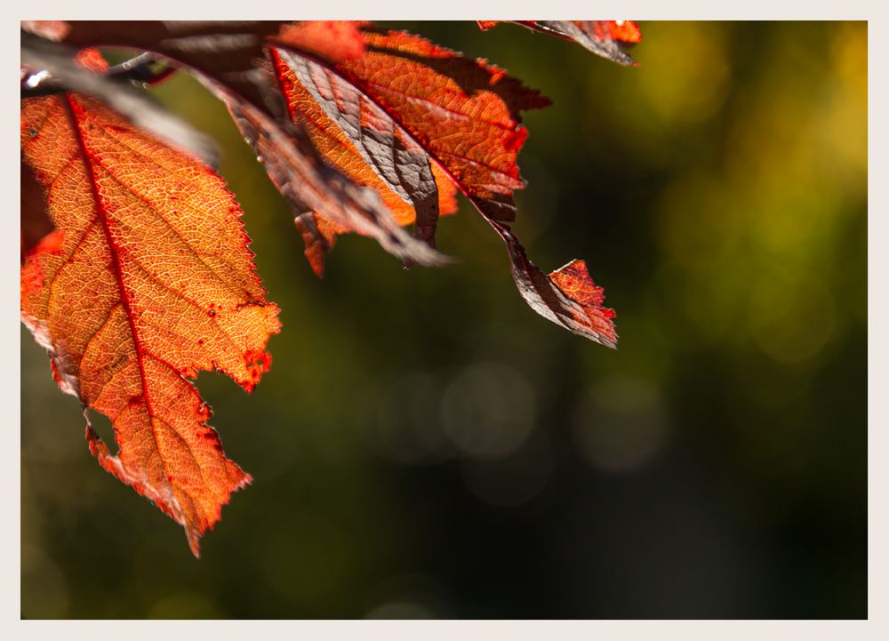 rote Herbstblätter