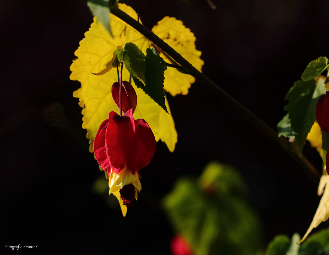 Rote Herbstblüte