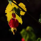 Rote Herbstblüte