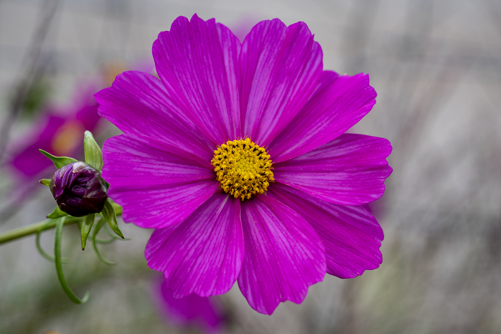 rote Herbstblume