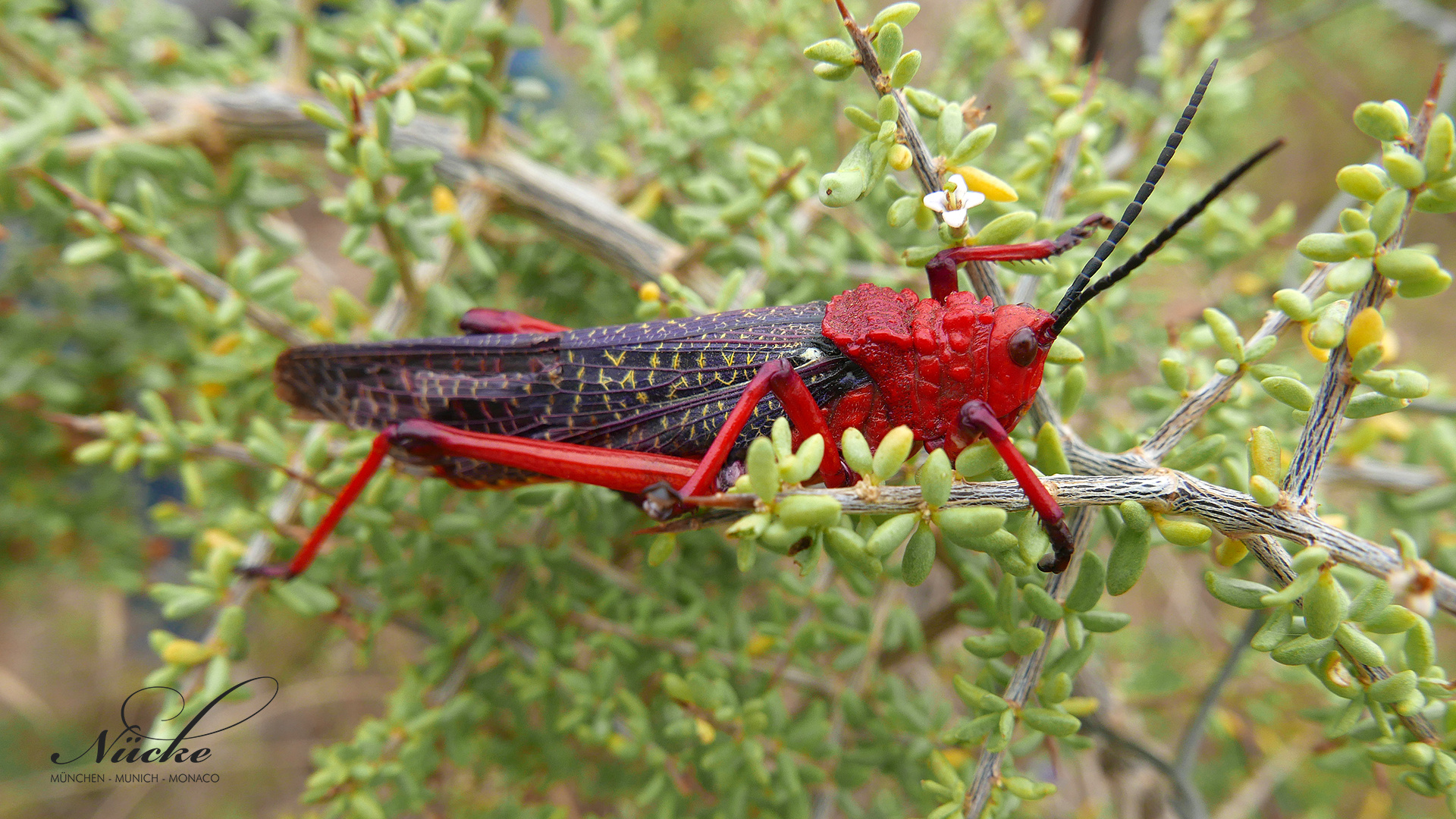 Rote Heuschrecke