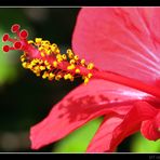 Rote Hibikusblüte