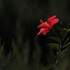 rote Hibiskus-Blüte