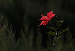 rote Hibiskus-Blüte