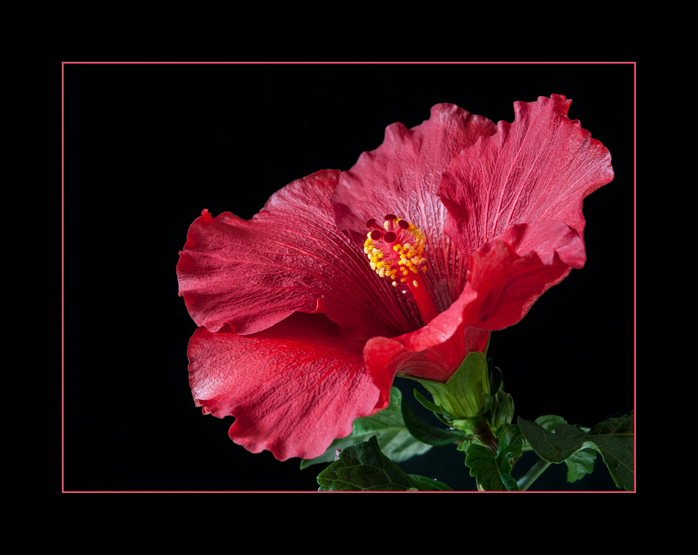 Rote Hibiskus