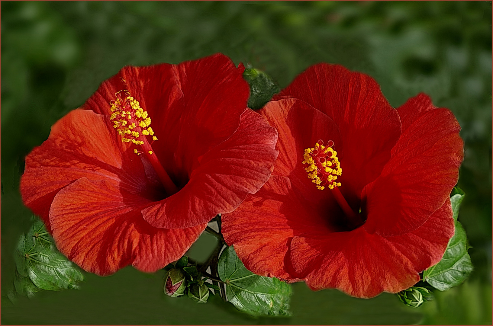 Rote Hibiskus Foto & Bild blumen , nature, spezial Bilder auf