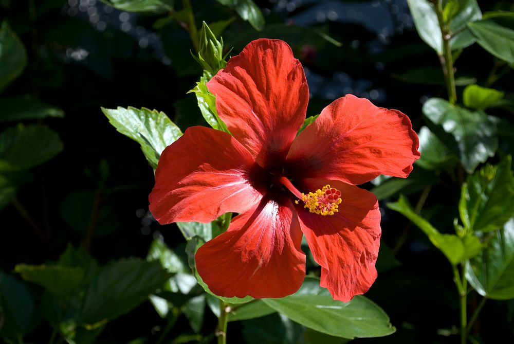 Rote Hibiskus in Spanien