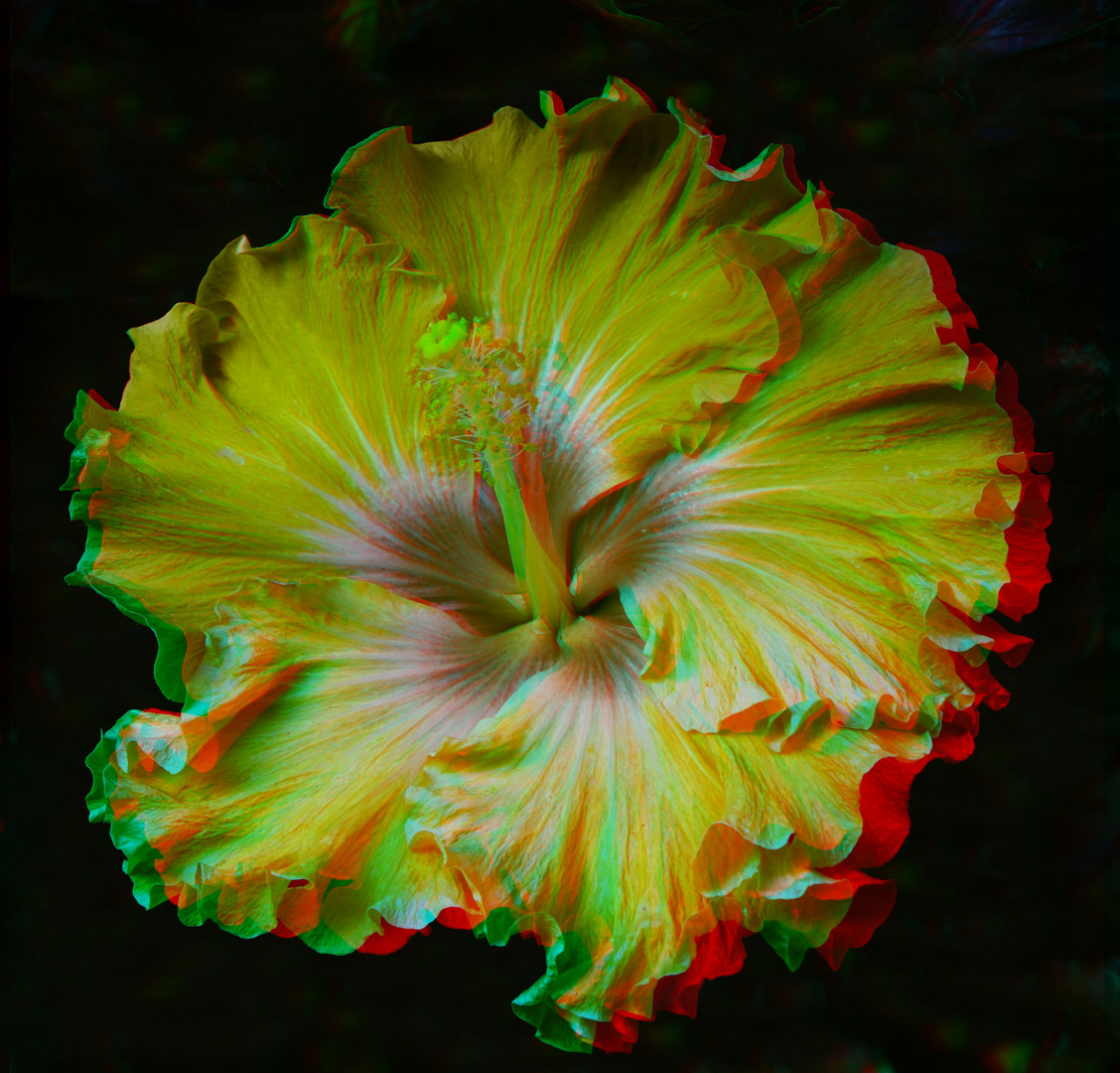 rote Hibiskusblüte (3D- ANA- Hintergrund bereinigt)