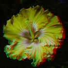 rote Hibiskusblüte (3D- ANA- Hintergrund bereinigt)