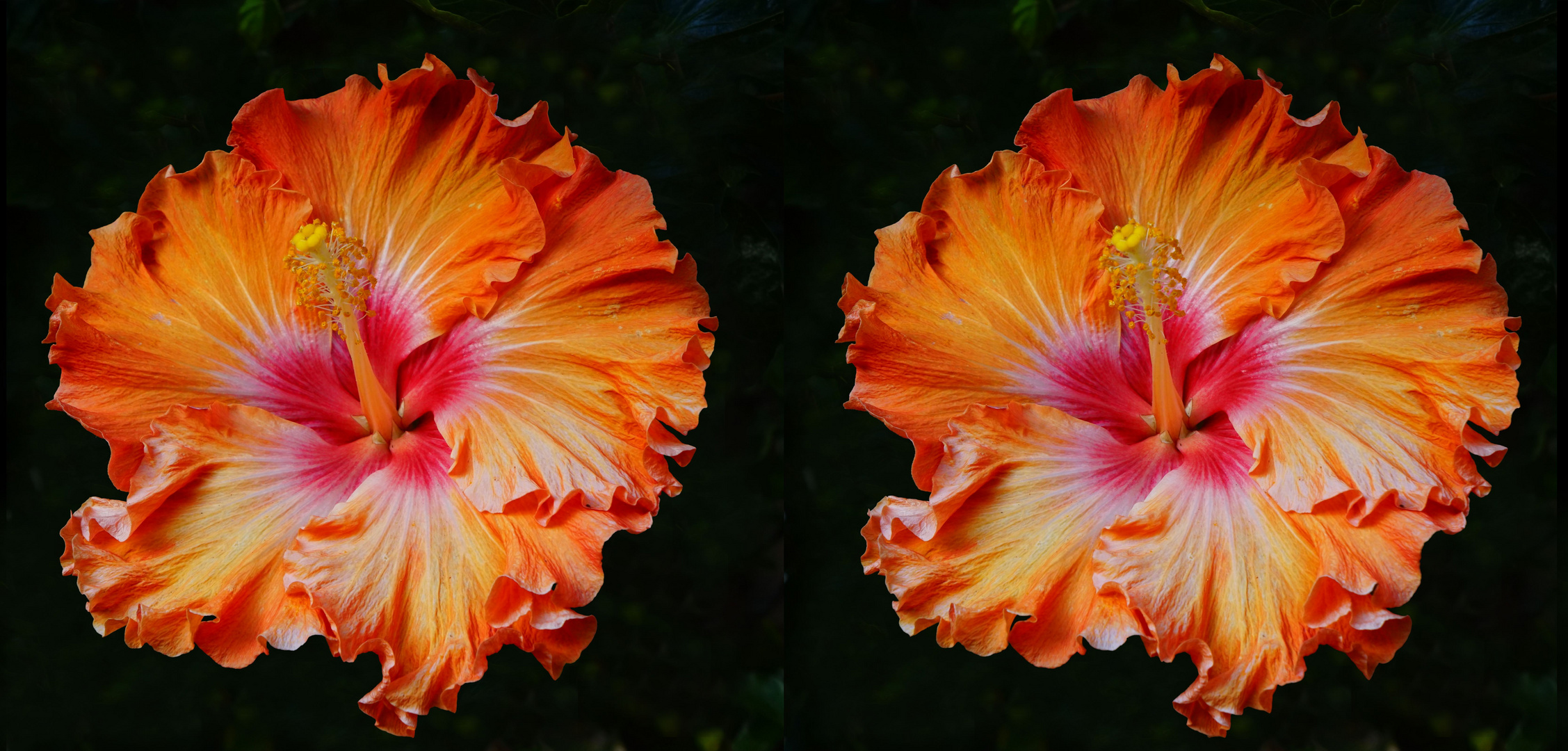 rote Hibiskusblüte (3D- X-view Hintergrund bereinigt)