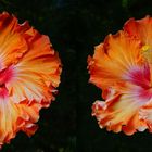 rote Hibiskusblüte (3D- X-view Hintergrund bereinigt)