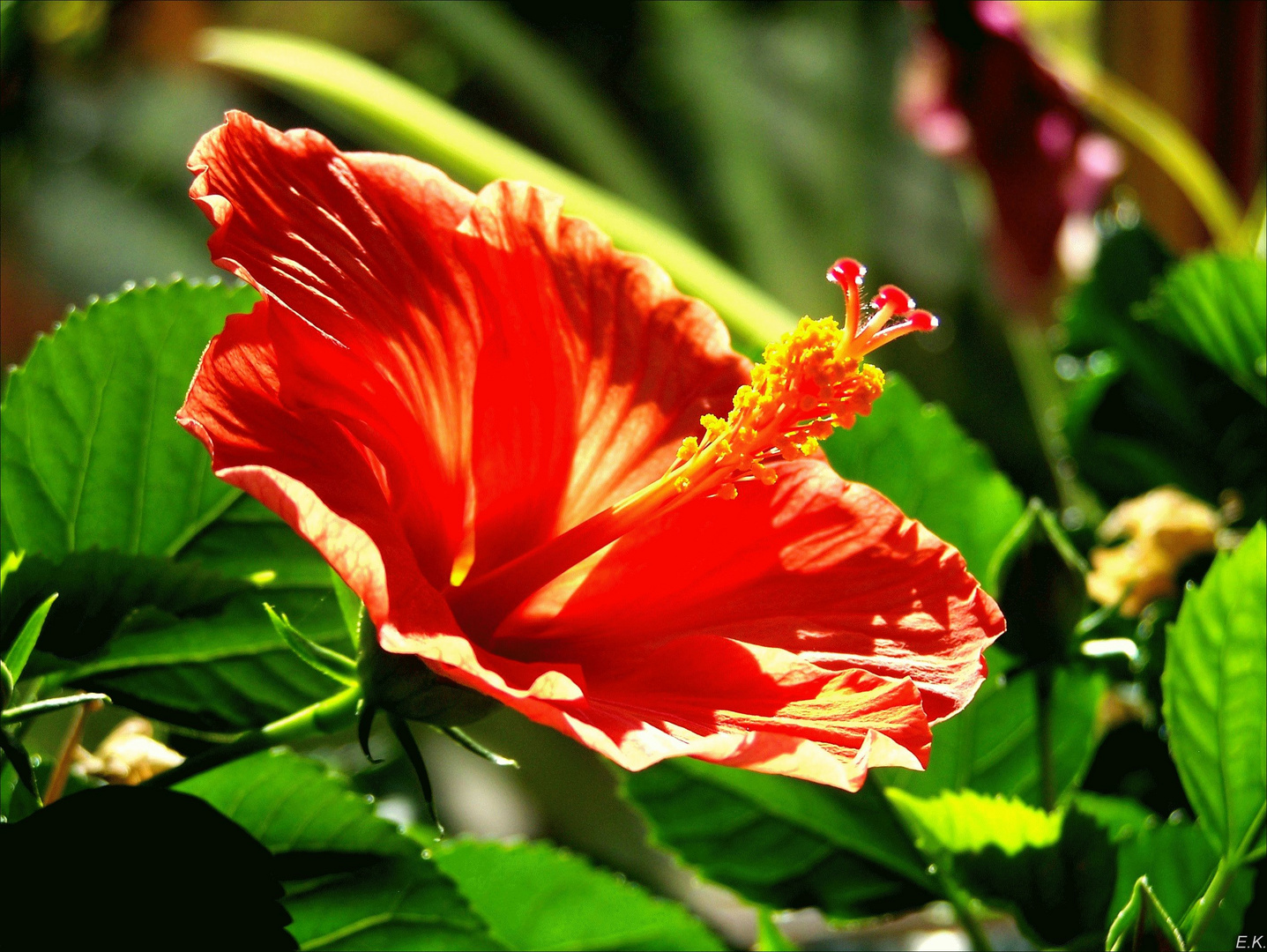 rote Hibiskusblüte