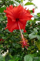 Rote Hibiskusblüte