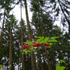 Rote Holunderbeeren