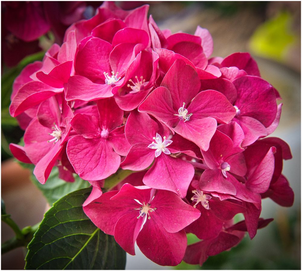 rote Hortensie