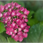 rote Hortensie