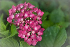 rote Hortensie