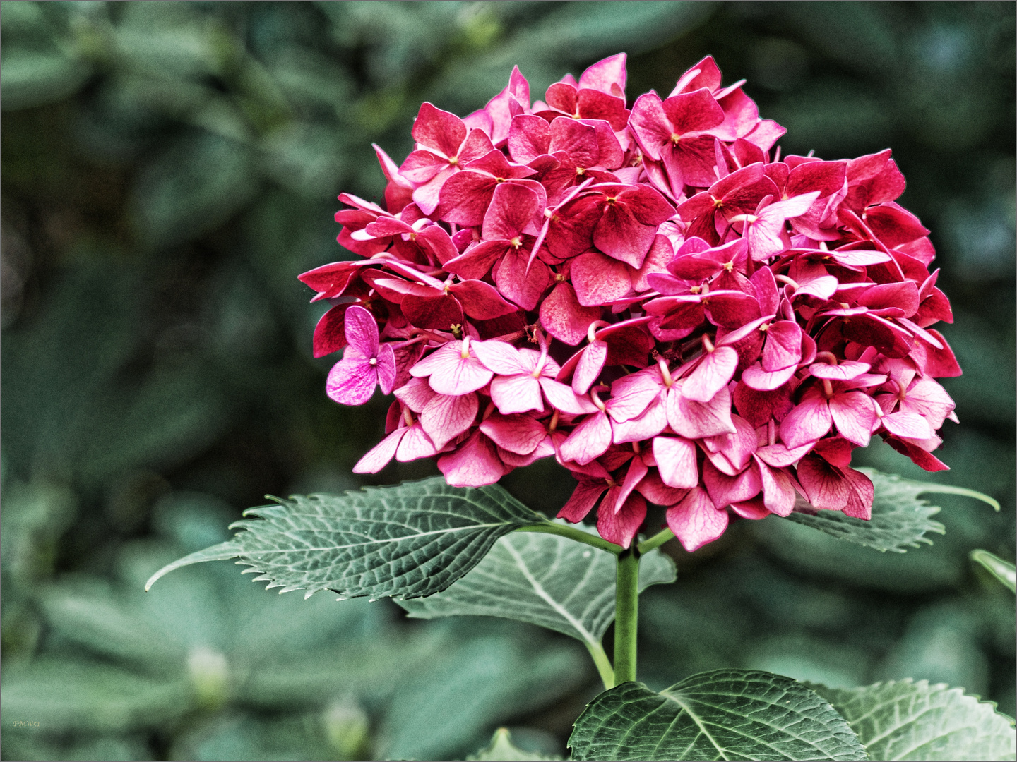 Rote Hortensie im Park