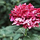 Rote Hortensie im Park