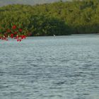 Rote Ibisse im Anflug