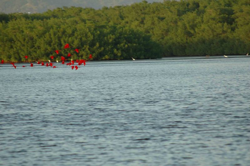 Rote Ibisse im Anflug