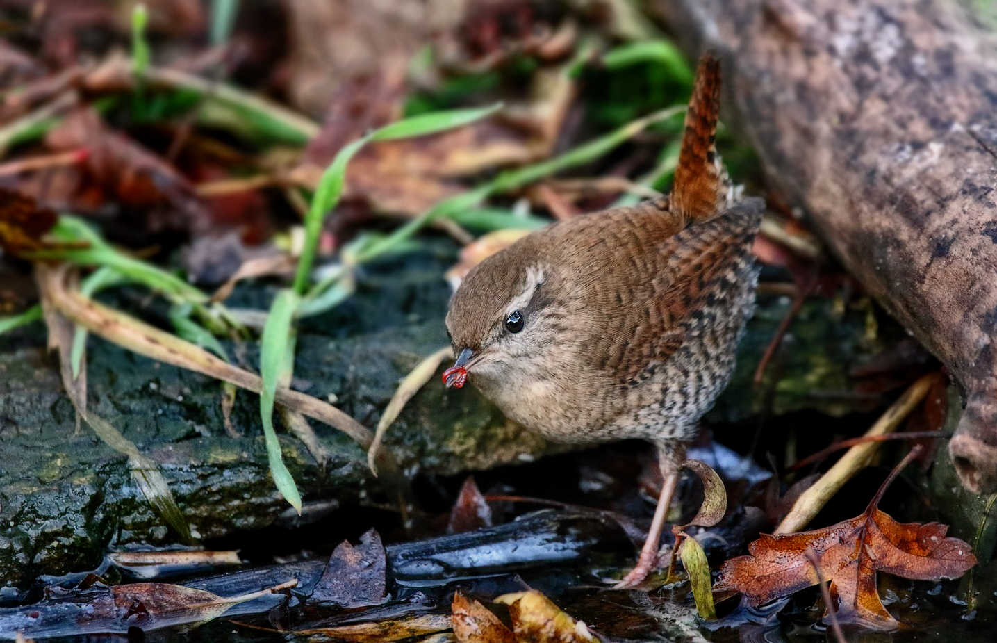 "Rote Irgendwas als Beute ...." (ISO 6400)