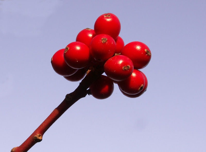 Rote Jännerfrüchtchen