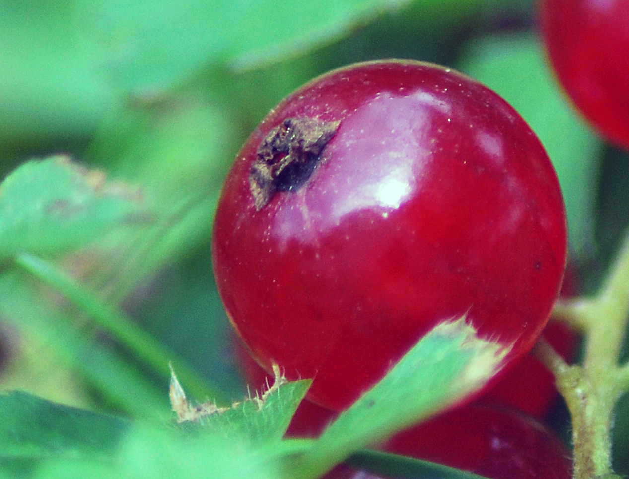 rote johannesbeere