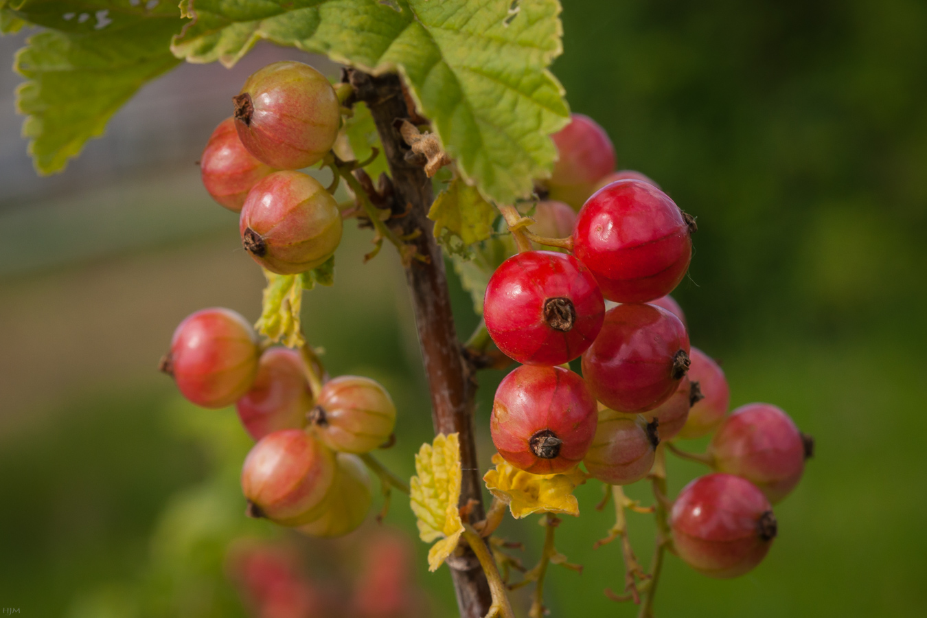 Rote Johannisbeere