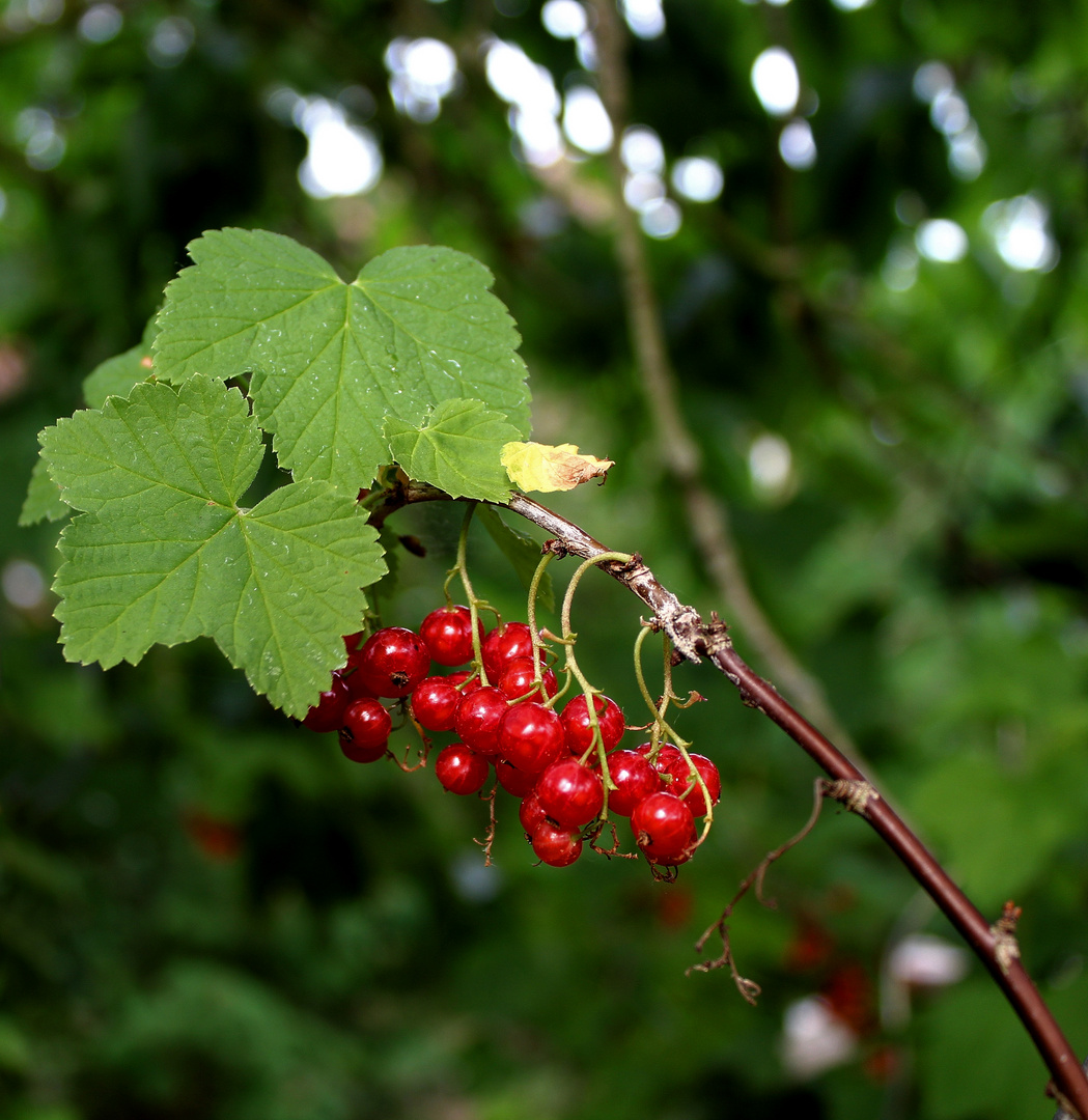 rote Johannisbeere ...