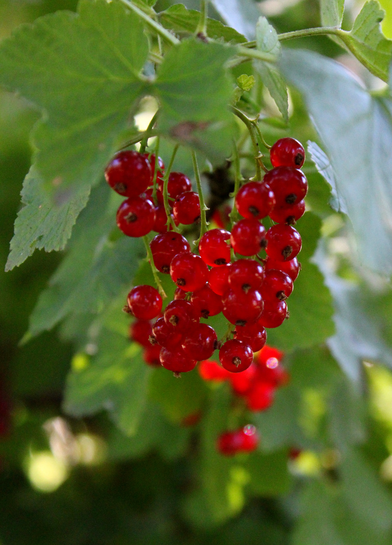 rote Johannisbeere. Foto & Bild pflanzen, pilze & flechten