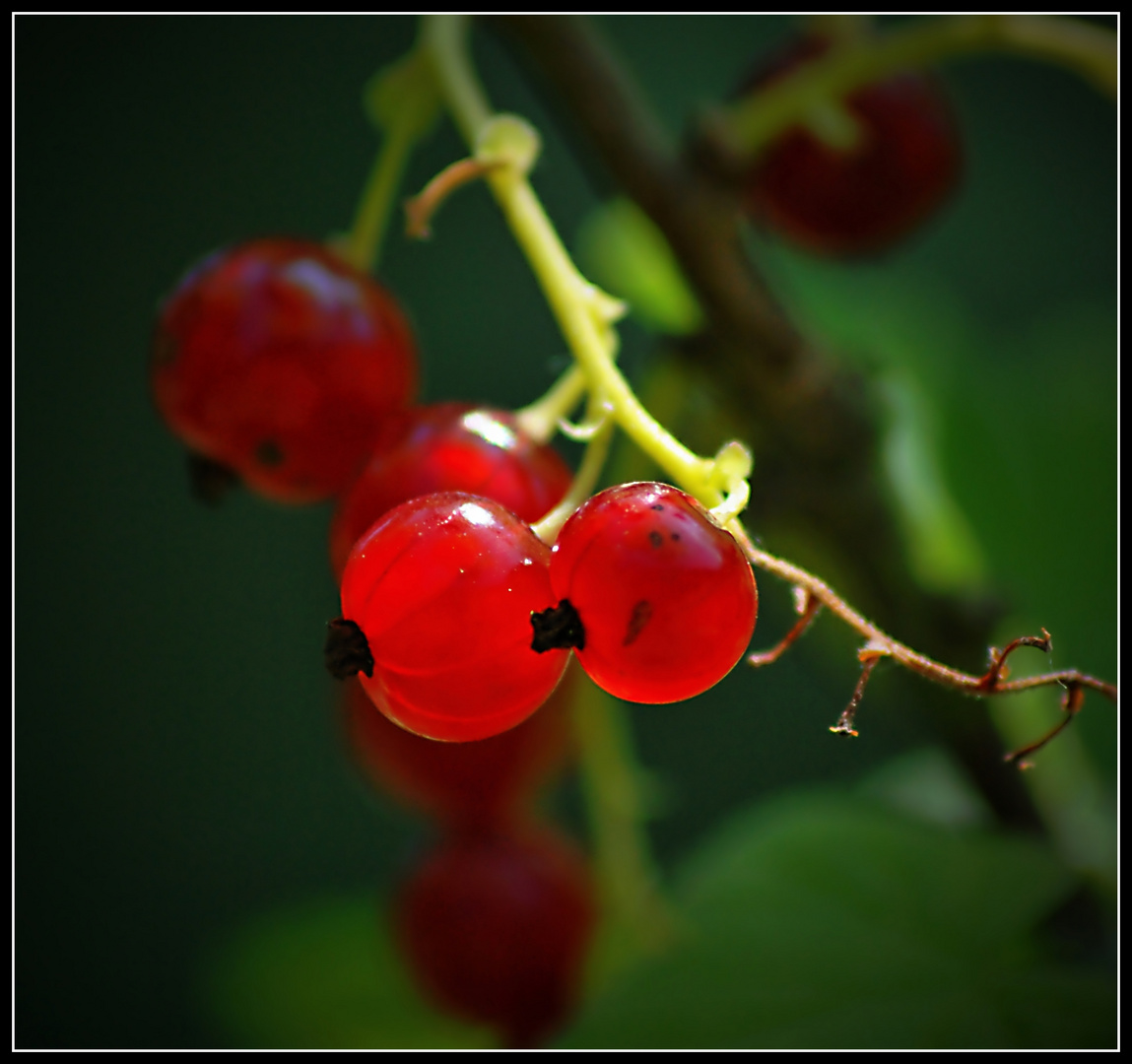 rote Johannisbeeren