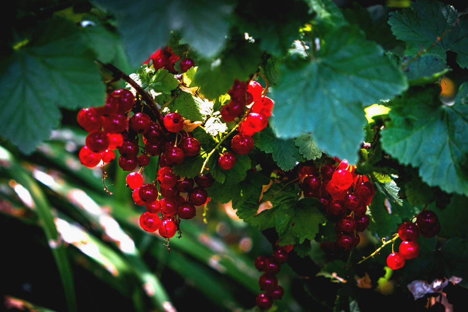 rote Johannisbeeren