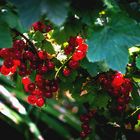 rote Johannisbeeren