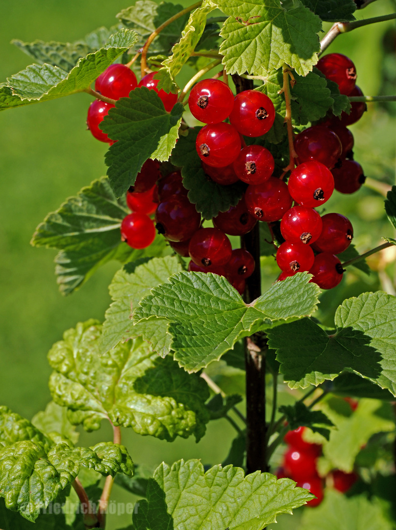 Rote Johannisbeeren