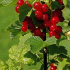 Rote Johannisbeeren